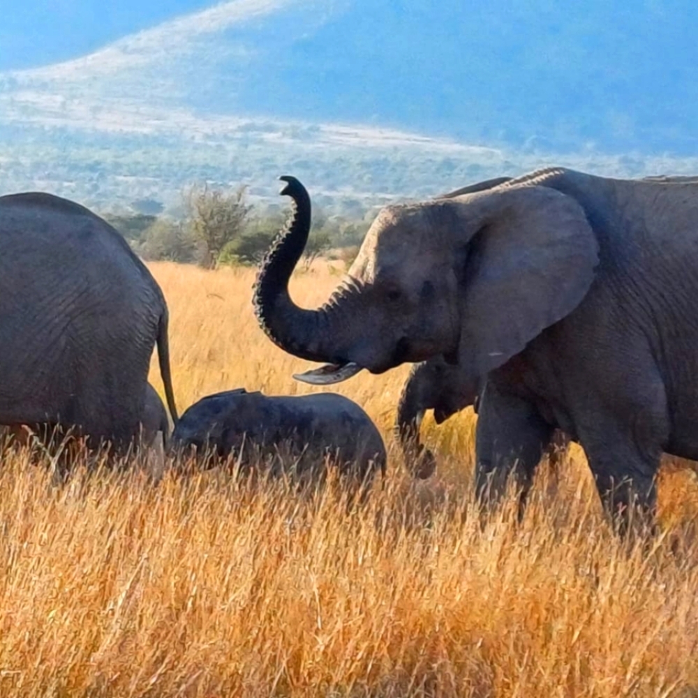 Meet your Posher, Michelle